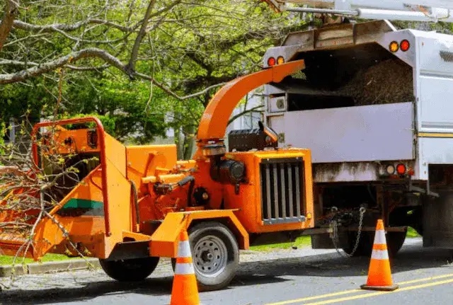 tree removal Tolleson az