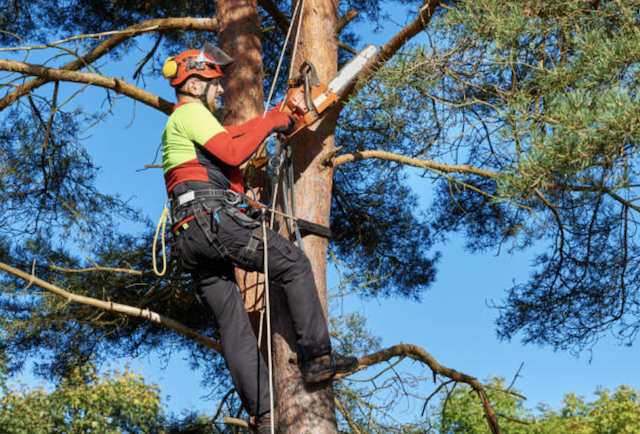 tree pruning maricopa arizona