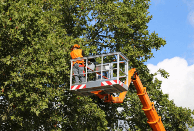 tree trimming maricopa