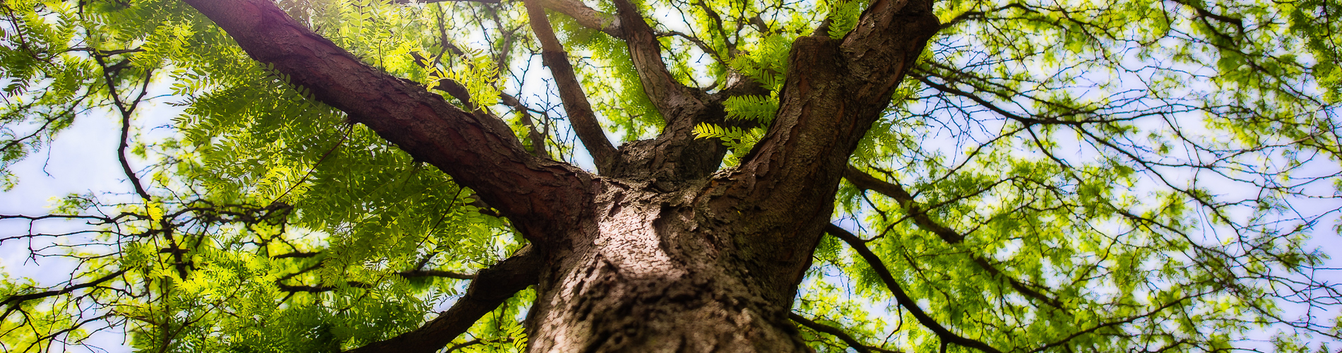 MCO Tree Care