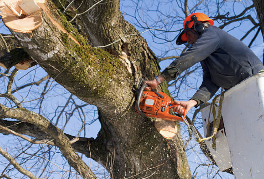 cutting down tree maricopa az